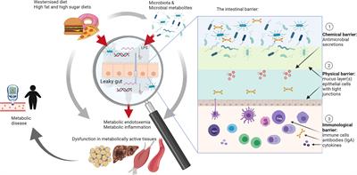 Intestinal Barrier Function and Immune Homeostasis Are Missing Links in Obesity and Type 2 Diabetes Development